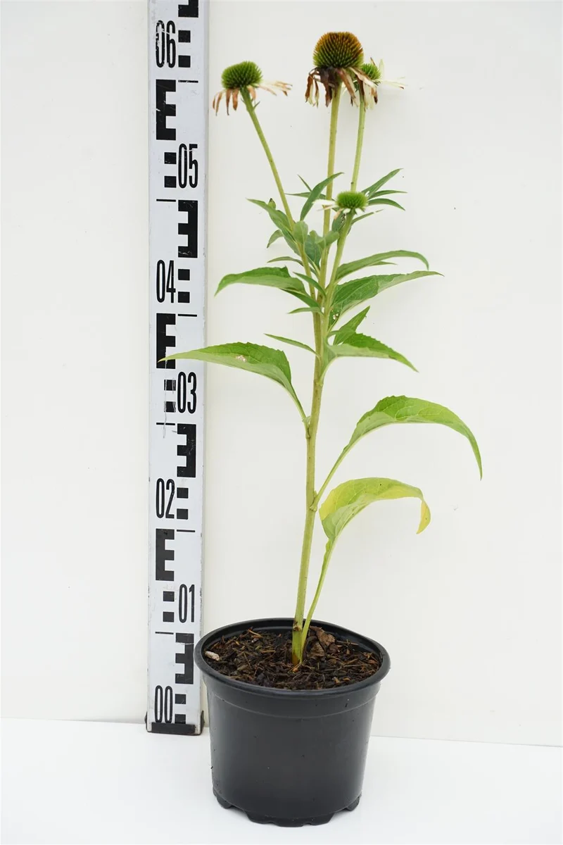 Echinacea p. 'White Swan' C2 (2 liters kruka / 17 cm kruka)