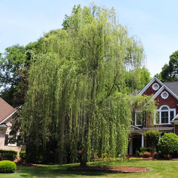 Niobe Golden Weeping Willow