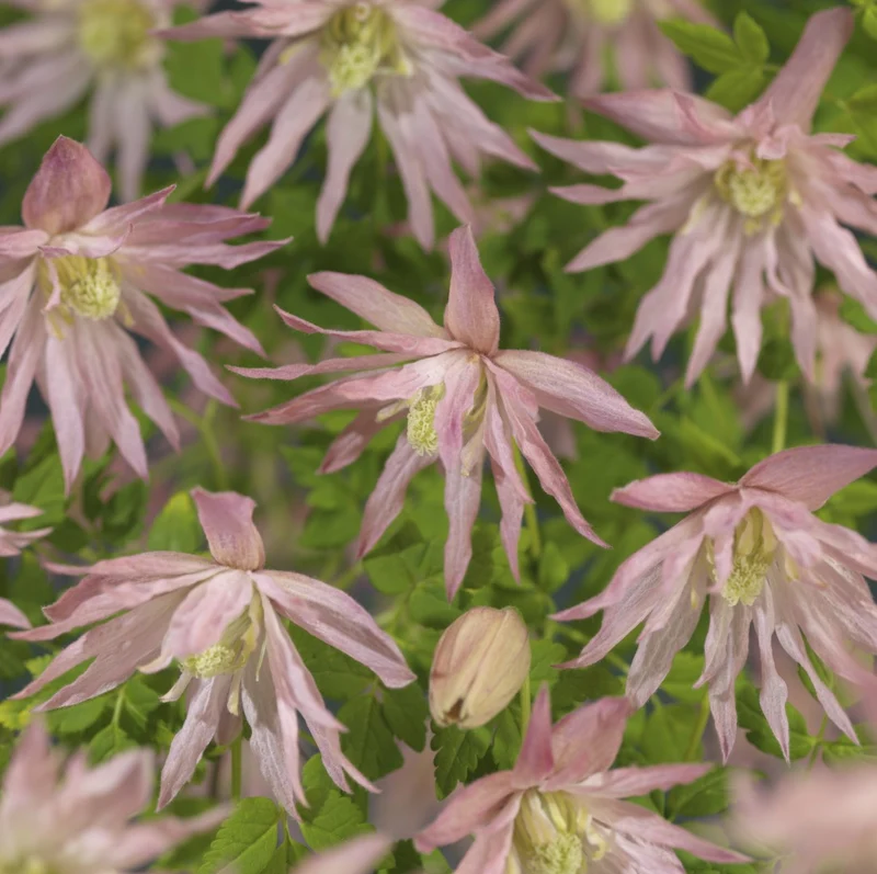 Klematis 'Country Rose' 1-pack