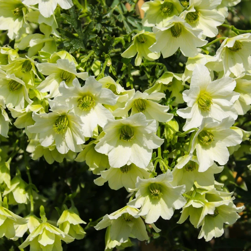Klematis 'Early Sensation' 1-pack