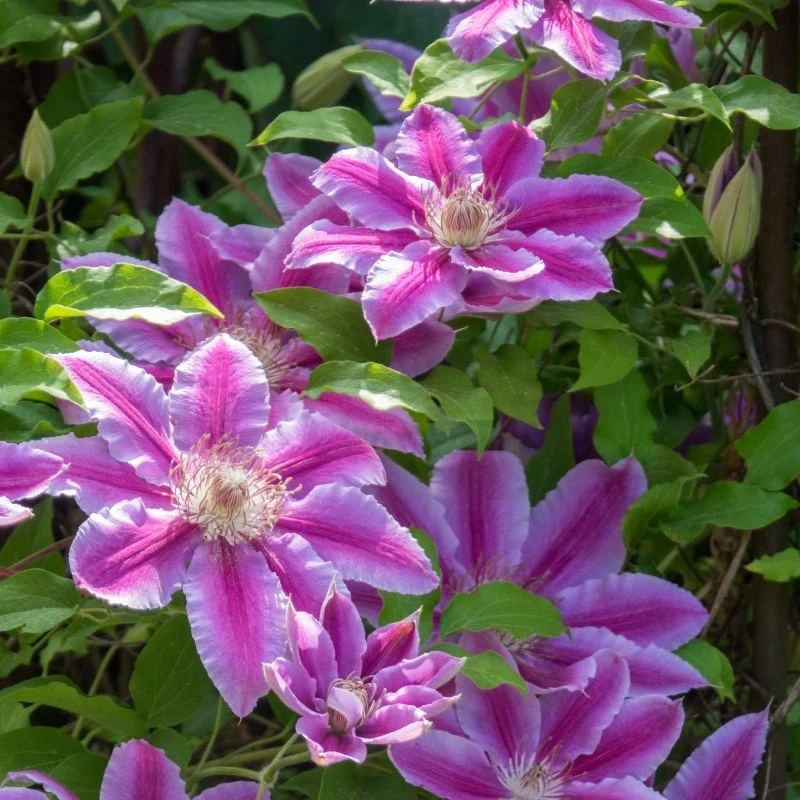 Klematis 'Doctor Ruppel' 1-pack