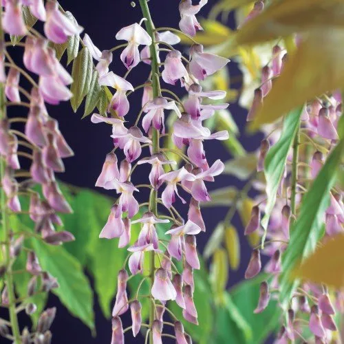 Japanskt blåregn 'Rosea' 5-pack