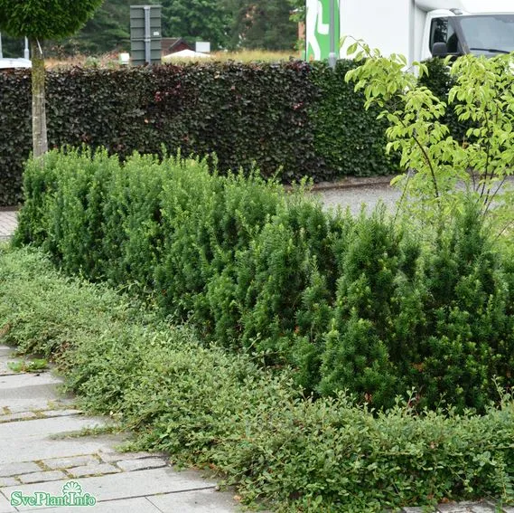 Hybrididegran 'Hillii'' 100-pack 1L