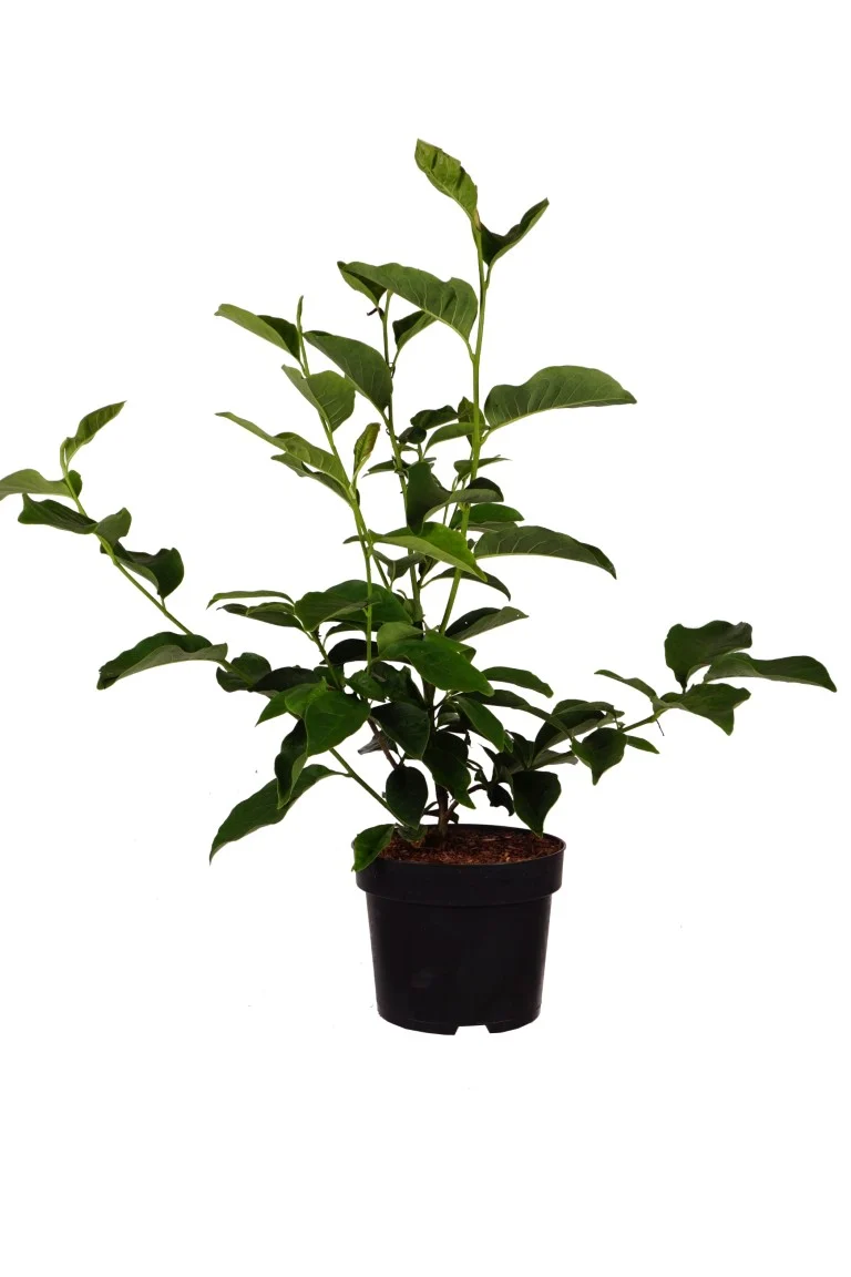 Magnolia 'Cleopatra' 10-12 cm stam, C45 (45 liters kruka)