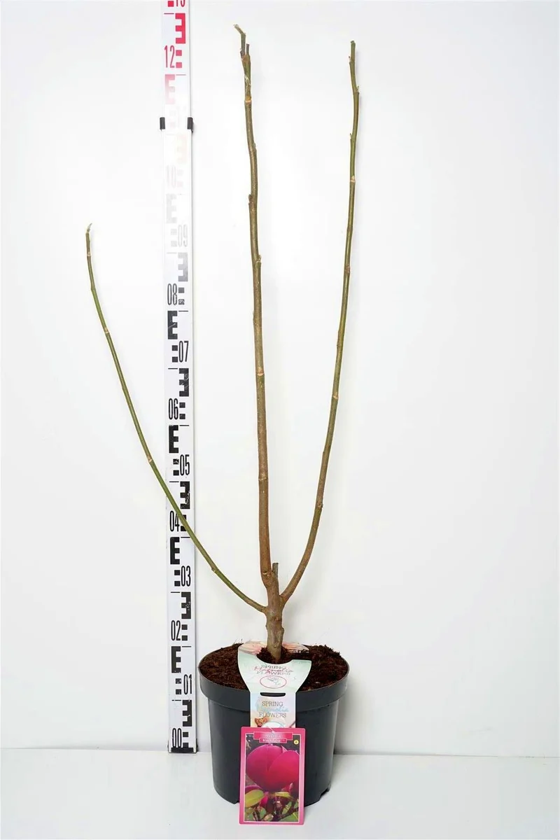 Magnolia 'Black Tulip' C2 (2 liters kruka) 40-50 cm