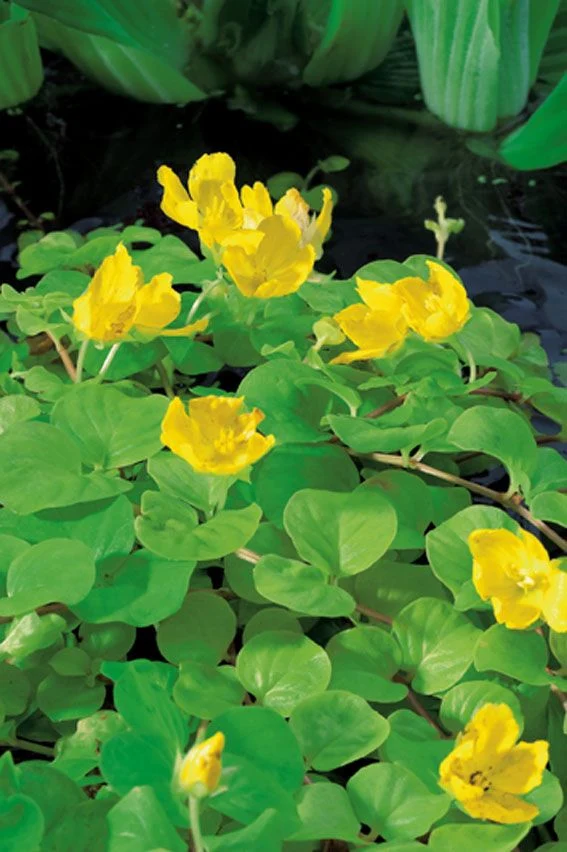 Lysimachia numm. 'Aurea' 9 cm kruka (Vattenväxt)