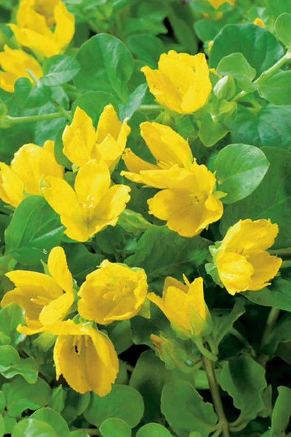 Lysimachia nummularia - 9 cm kruka (vattenväxt)