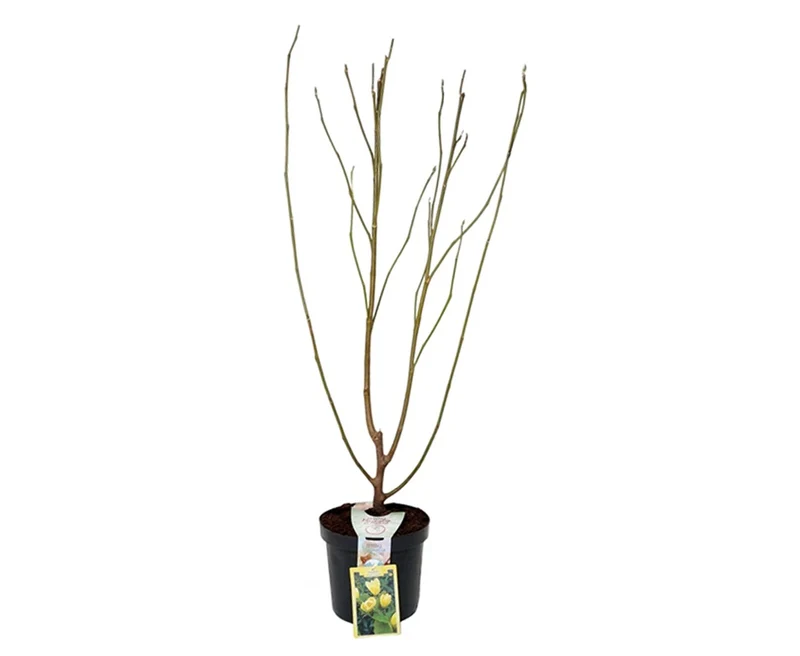 Magnolia b. 'Yellow Bird' Stam 6-8 cm C20 (20 liters kruka)