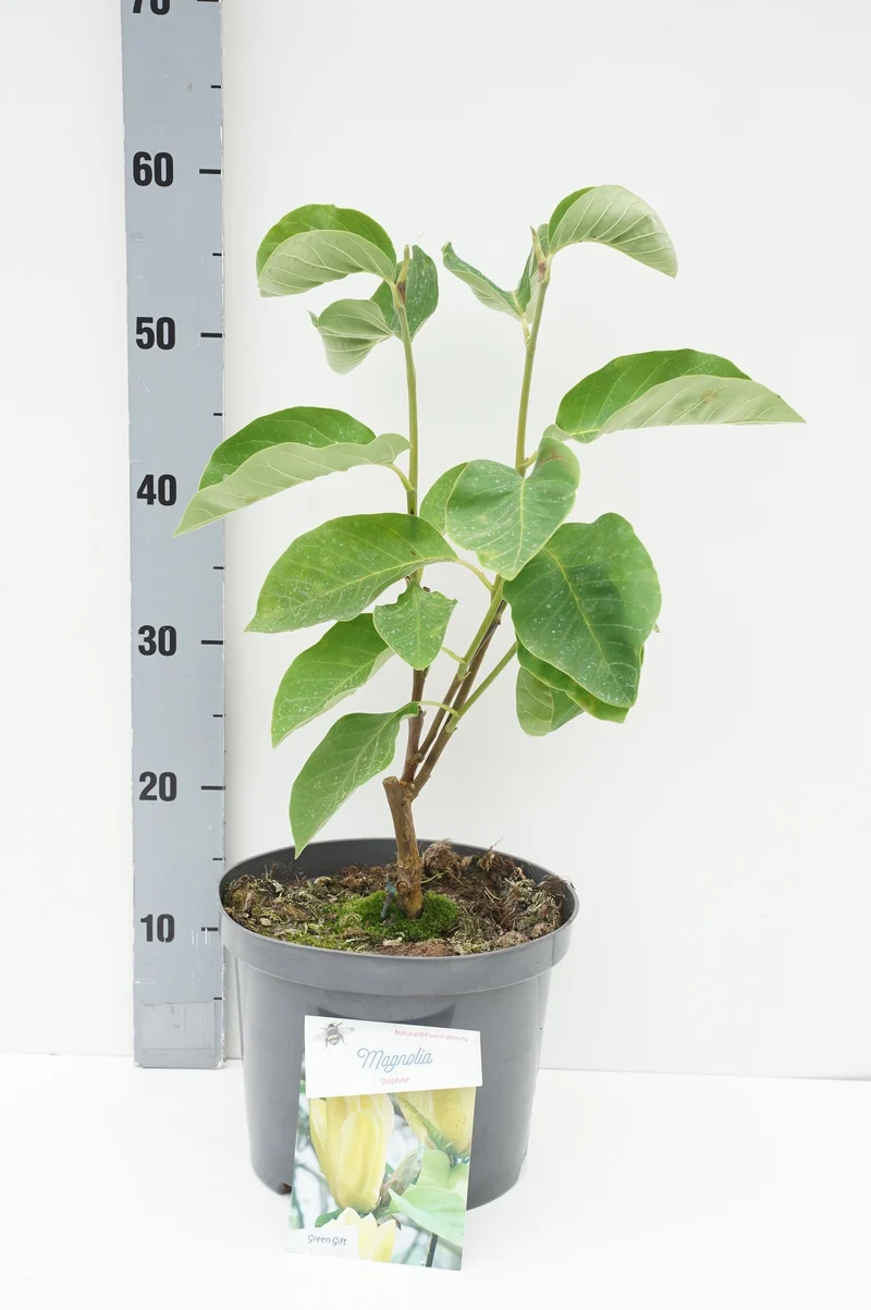 Magnolia 'Daphne' C20 (20 liters kruka) 175-200 cm