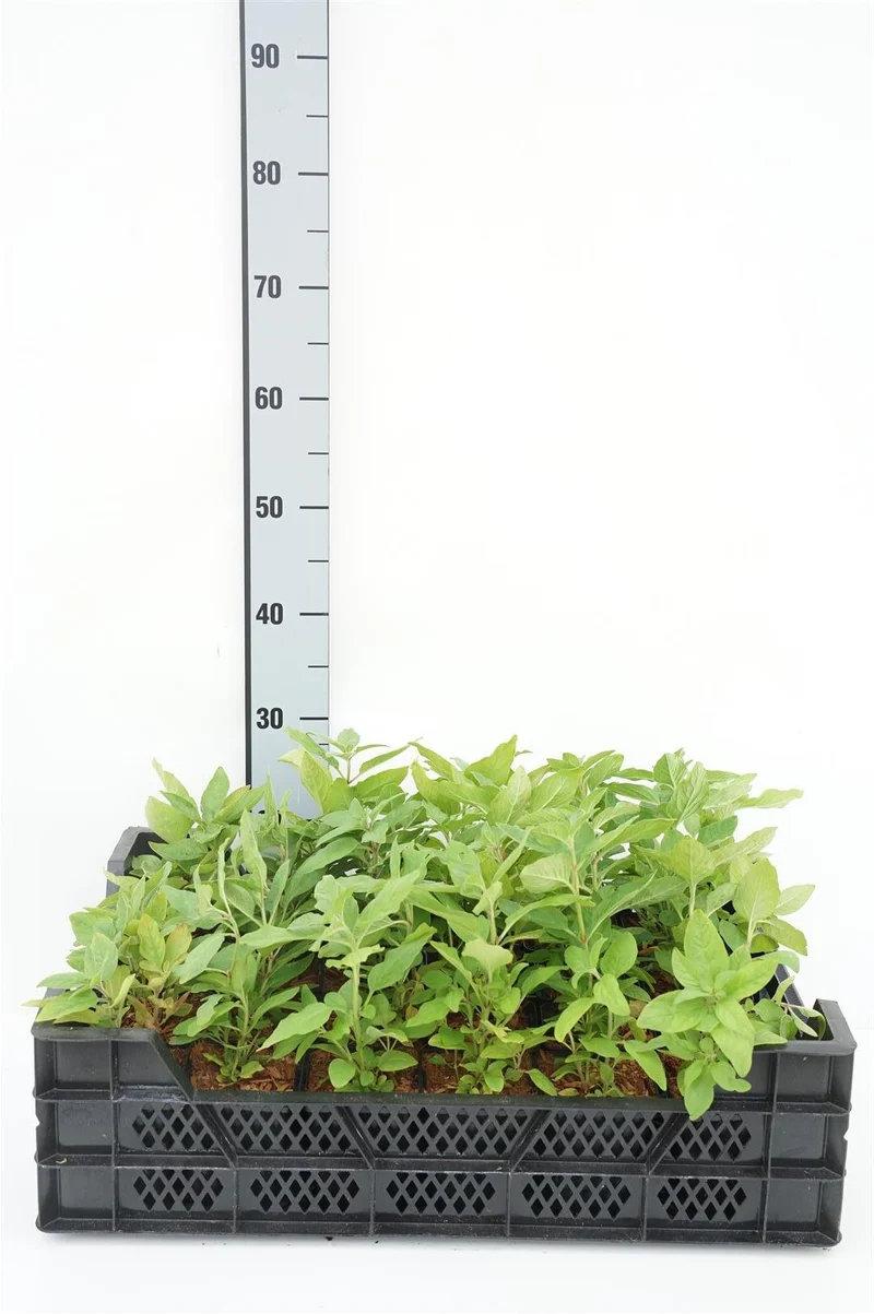 Lysimachia punctata - 9 cm kruka