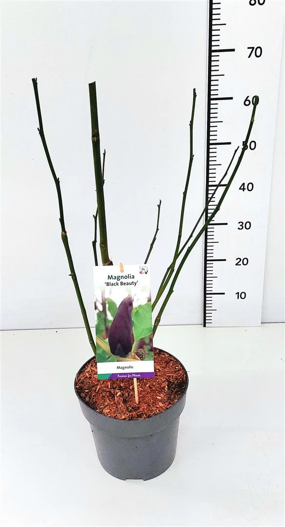 Magnolia brookl. 'Black Beauty' C5 (5 liters kruka) 50-60 cm