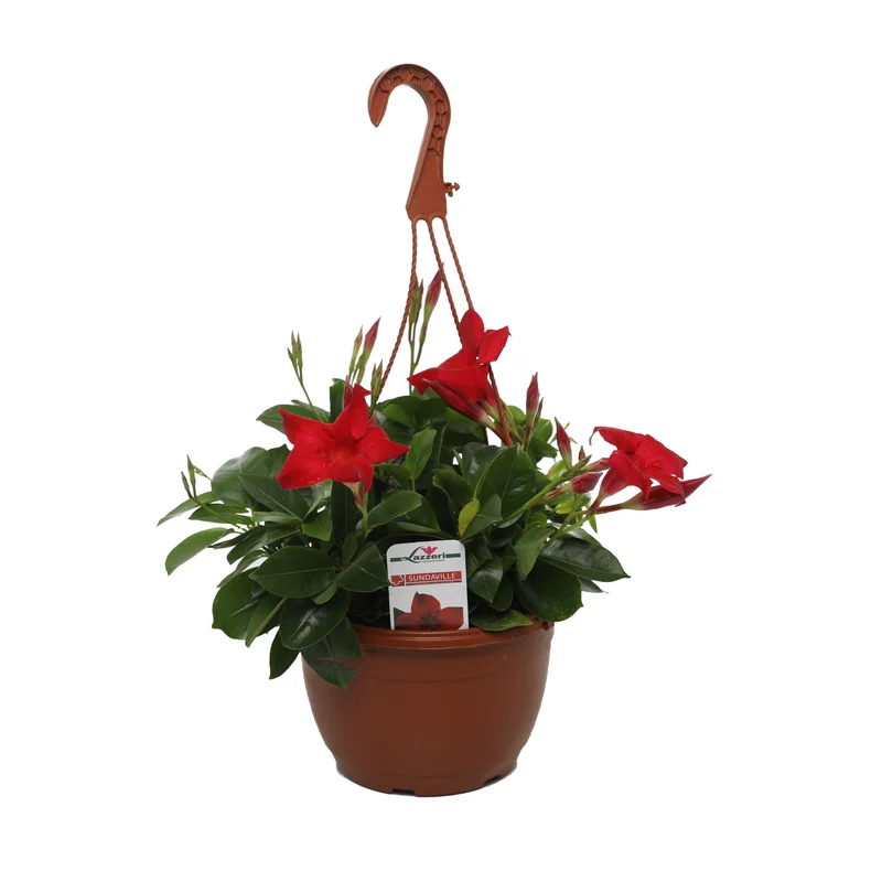 Mandevilla 'Diamantina' i hängampel (C3,5 / 20 cm kruka)