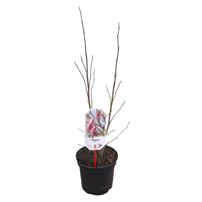 Magnolia 'Betty' C10 (10 liters kruka) 60-80 cm
