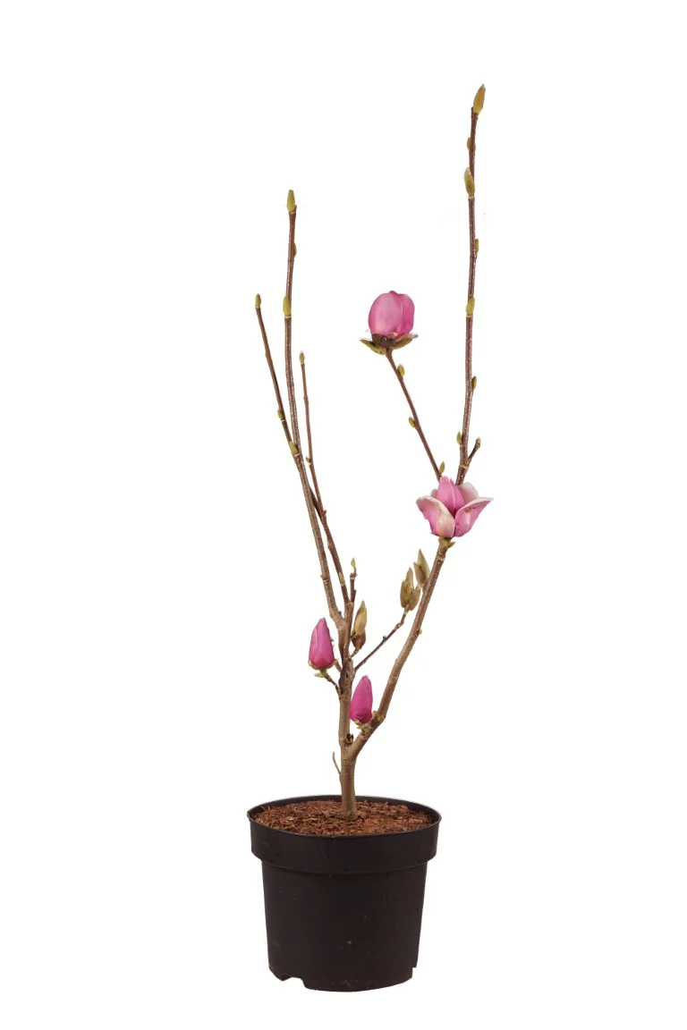 Magnolia 'Cameo' ® 125 cm stam C20 (20 liters kruka)