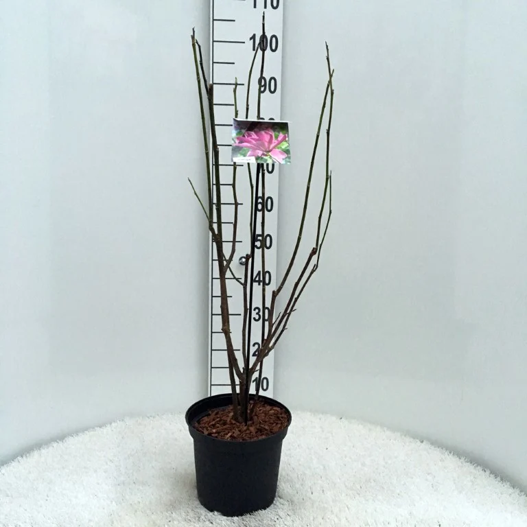 Magnolia 'Galaxy' 12-14 cm stamomfång C35 (35 liters kruka)