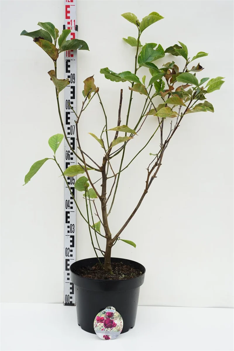 Magnolia 'Genie' C10 (10 liters kruka) 80-100 cm