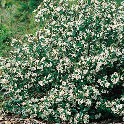 Svartaronia 'Hugin' 3-pack i kruka