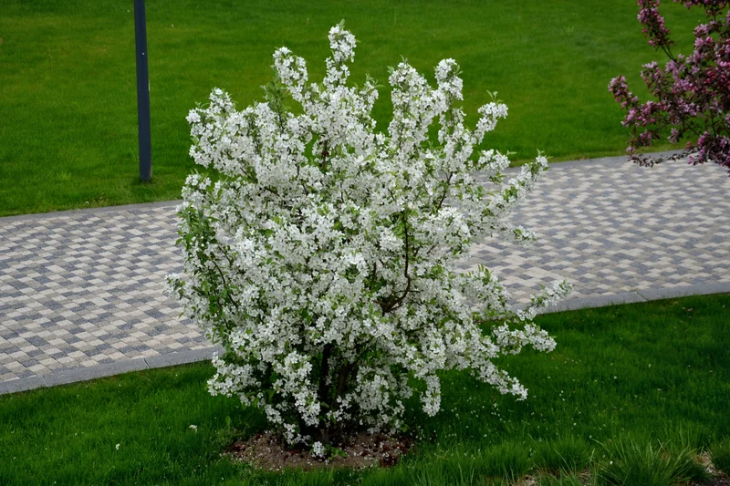 Bukettapel co 100-pack 20-40cm i kruka