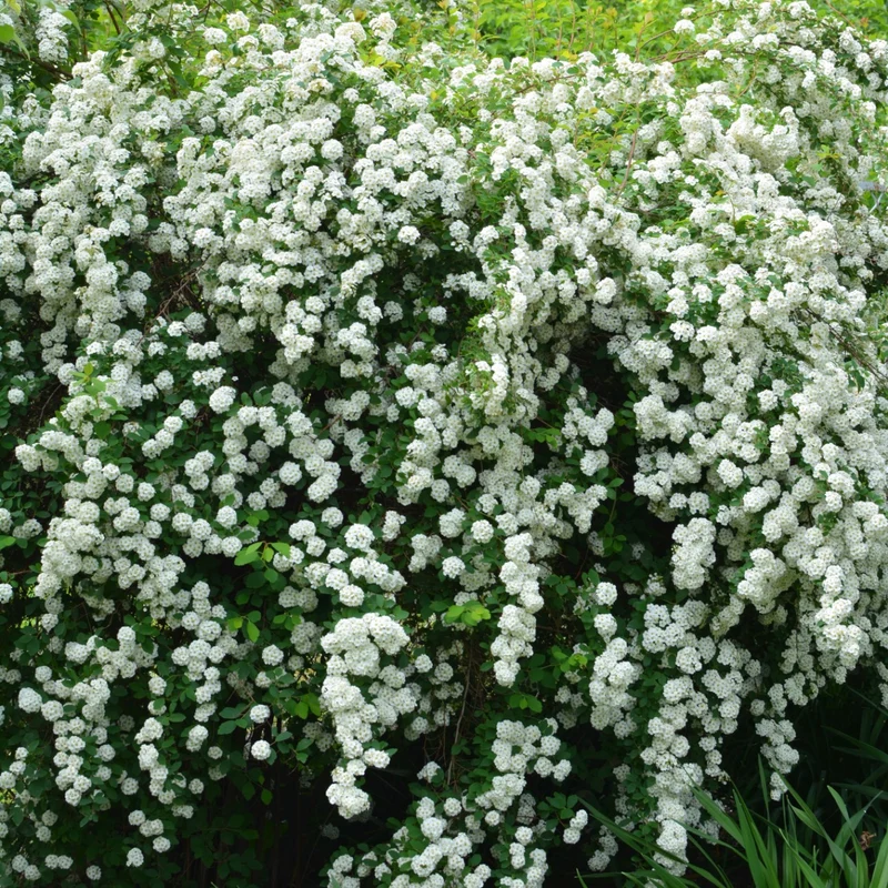 Bukettspirea 100-pack i kruka
