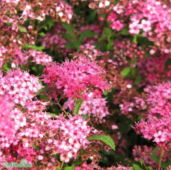 Praktspirea 'Sapho' 100-pack i kruka