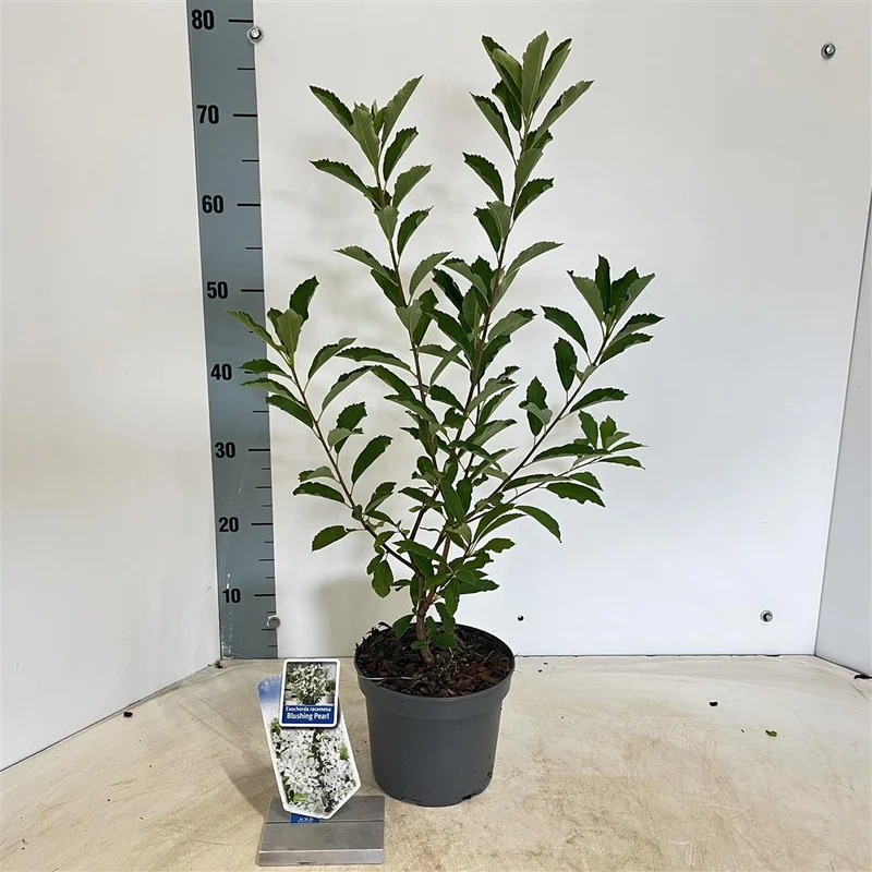 Exochorda 'Blushing Pearl'® C2 (2 liters kruka) 25-30 cm