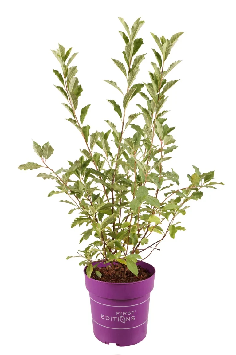Exochorda macr. 'Lotus Moon' C4 (4 liters kruka)