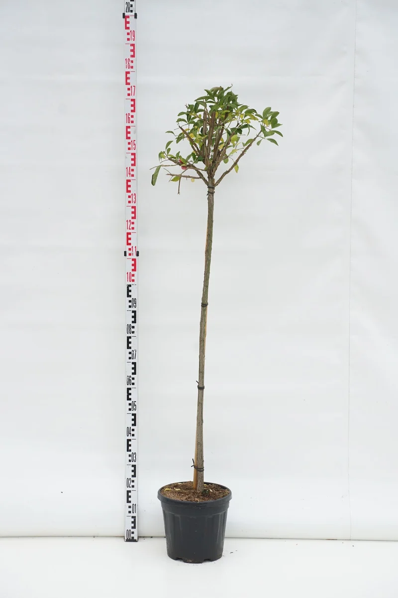 Euonymus phellomanus 120 cm stam C10 (10 liters kruka)