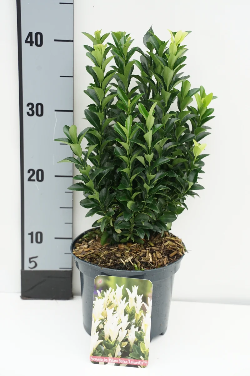 Euonymus japonicus 'Paloma Blanca' C2 (2 liters kruka) 20-25 cm