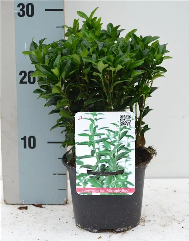 Euonymus jap. 'Microphyllus' C10 (10 liters kruka) 40+ cm