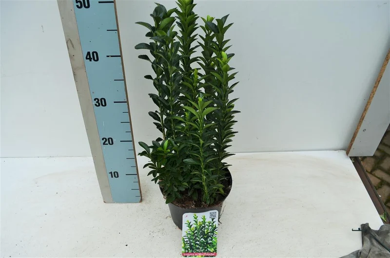 Euonymus japonicus 'Microphyllus Pulchellus' C2 (2 liters kruka) 20-25 cm
