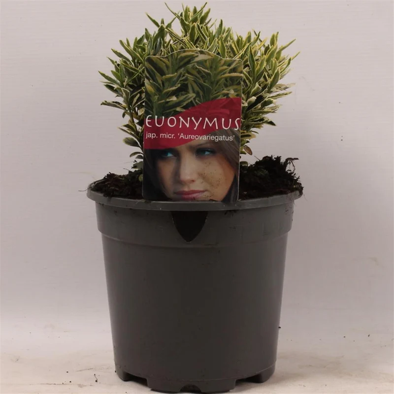 Euonymus jap. 'Micr. Aureovar' C2 (2 liters kruka) 20-25 cm