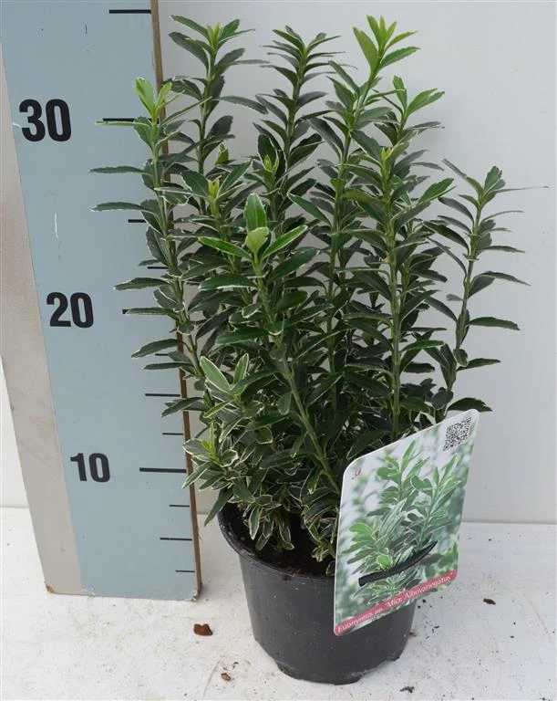 Euonymus jap. 'Micr. Aureovar' C1 (1 liters kruka) 15-20 cm