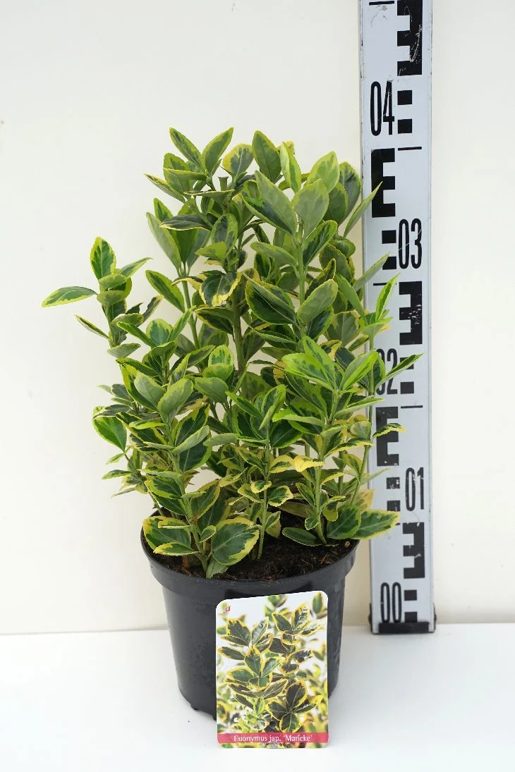 Euonymus jap. 'Marieke' C2 (2 liters kruka) 20-25 cm