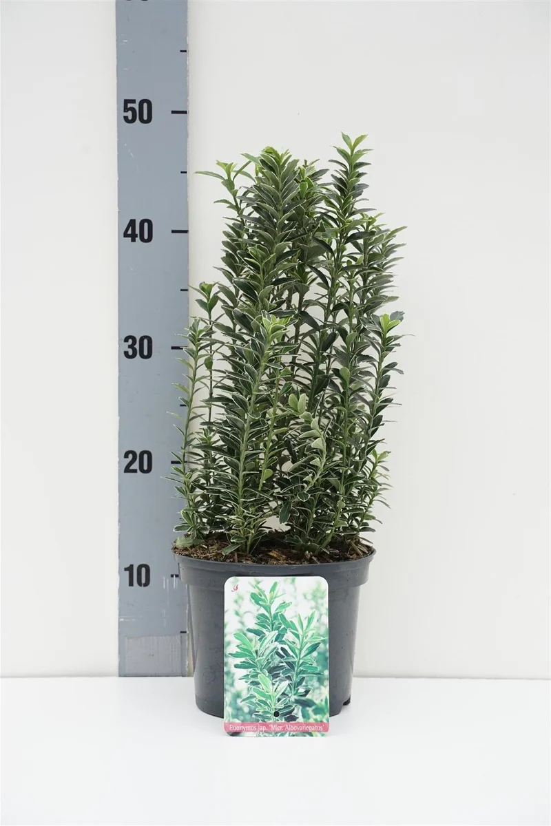 Euonymus jap. 'Micr. Albovar.' C2 (2 liters kruka) / 17 cm kruka