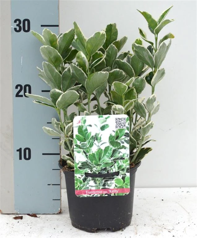Euonymus japonica 'Kathy' C2 (2 liters kruka)