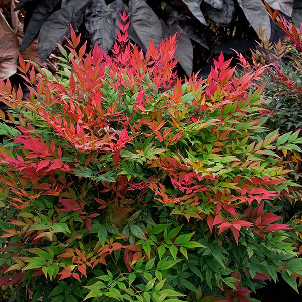 Southern Living® Obsession™ Nandina Shrub