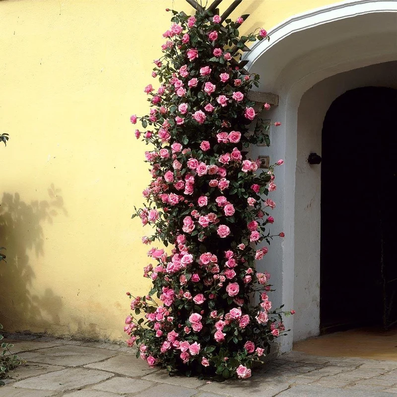 Zephirine Drouhin Climbing Rose Shrub