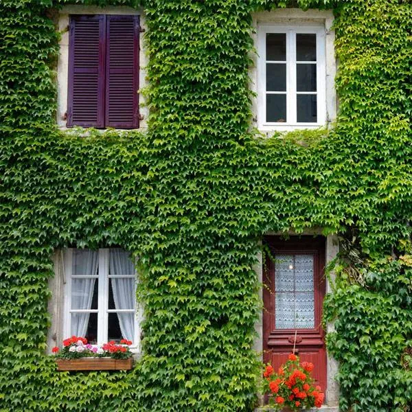 Boston Ivy Vine