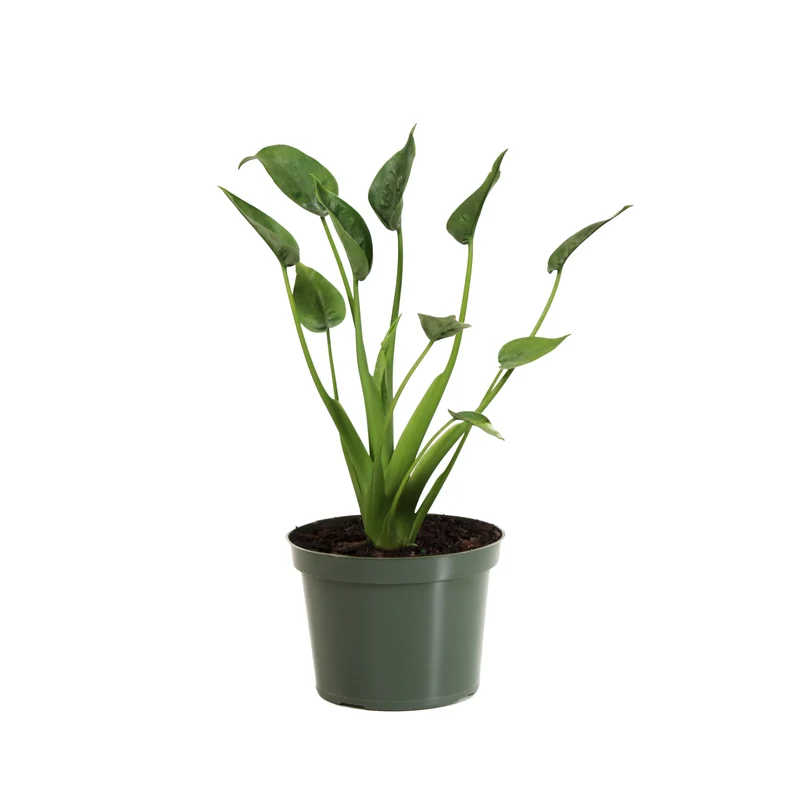 Tiny Dancer Alocasia Plant