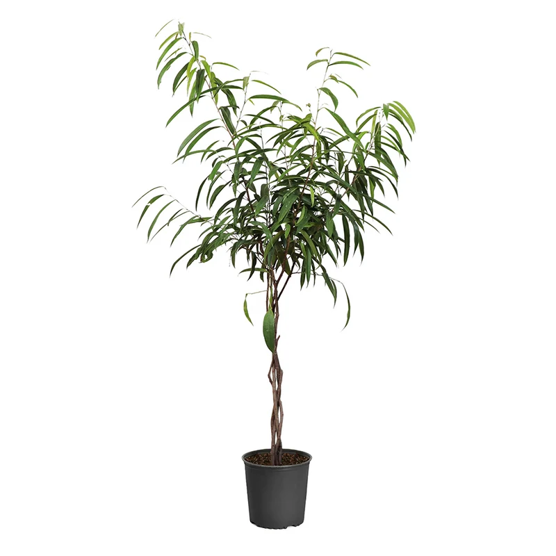 Ficus Alii Braid Plant