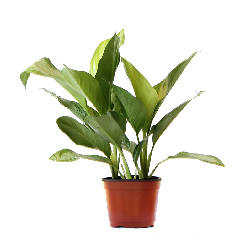 Green Chinese Evergreen Plant