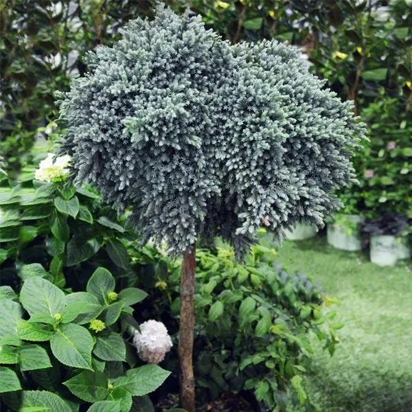 Blue Star Juniper Tree