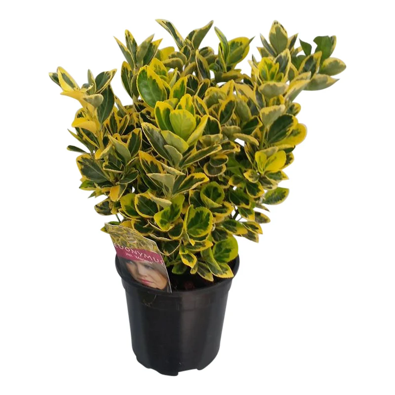 Euonymus jap. 'Marieke' 20-25 cm, C2 (2 liters kruka)