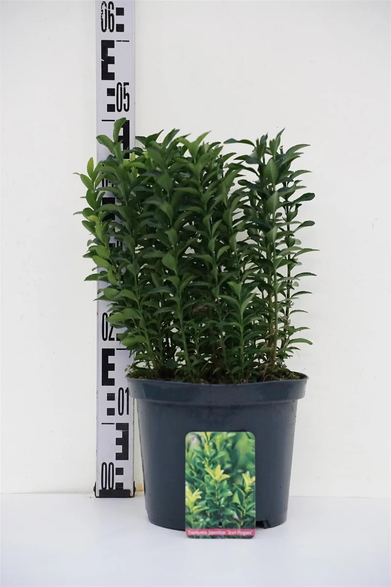 Euonymus japonicus 'Jean Hugues' C5 (5 liters kruka) 30-35 cm