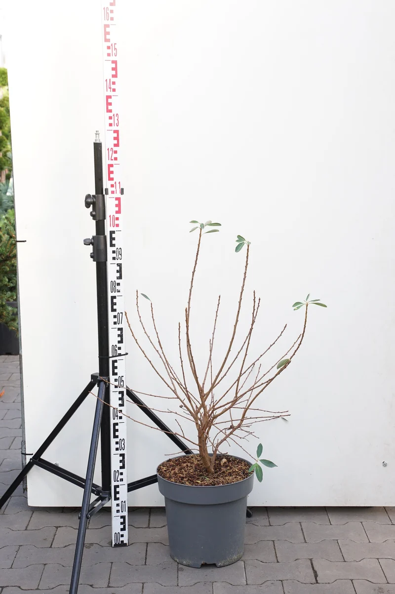 Pärlbuske Exochorda rac. 'Niagara' C12 (12 liters kruka) 60-100 cm