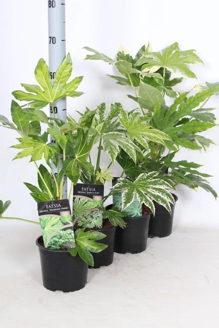 Fatsia japonica 'Variegata' C5 (5 liters kruka) 40-50 cm