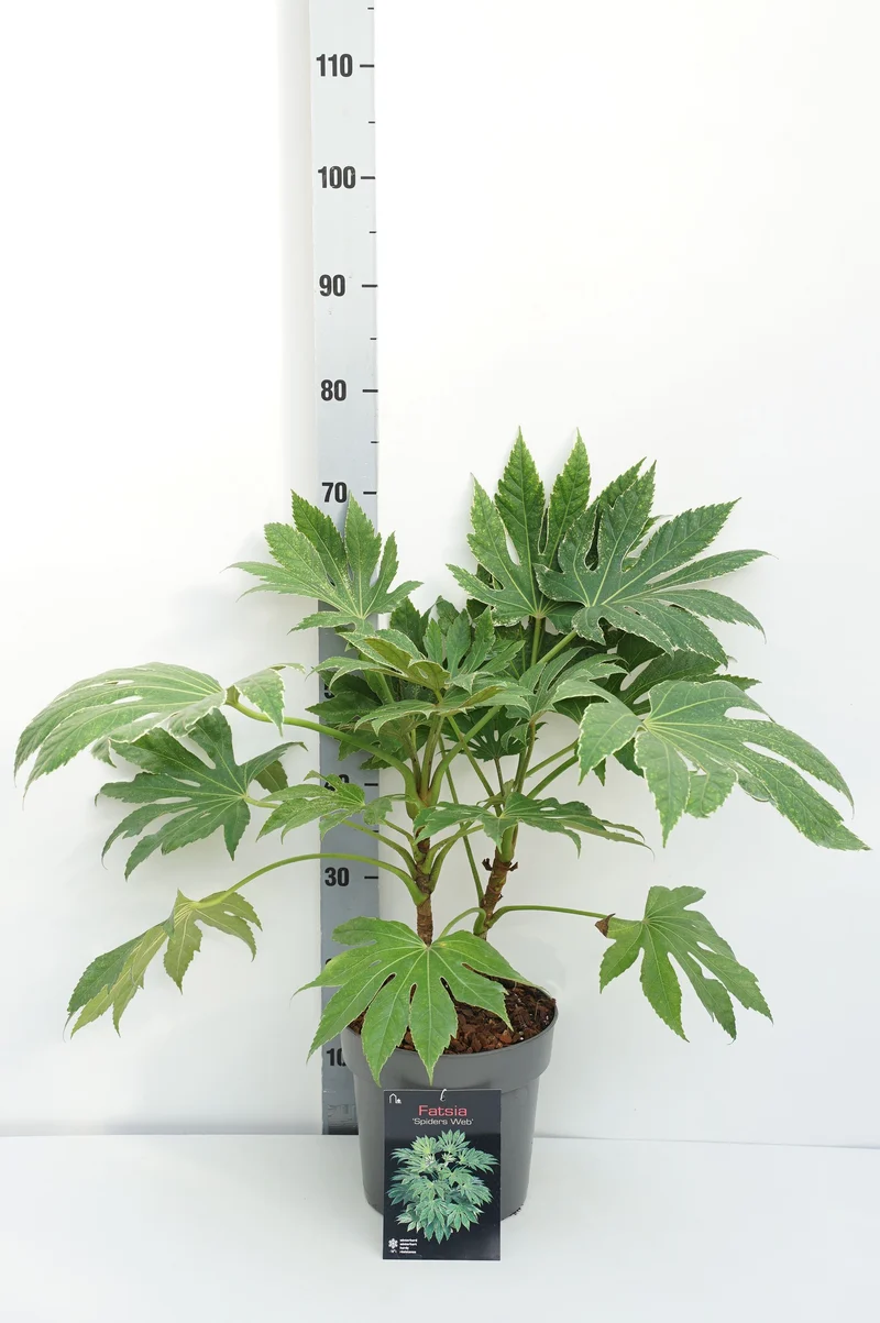 Fatsia japonica 'Spiders Web' C4,5 (4,5 liters kruka) 30+ cm