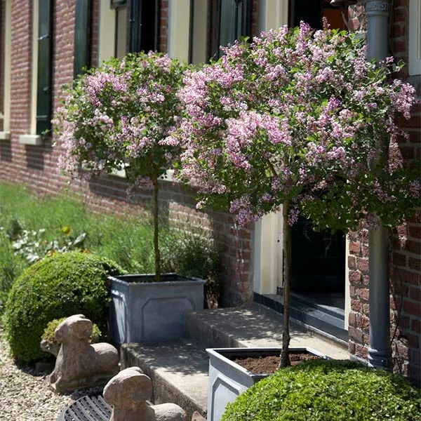 Proven Winners® Bloomerang® Lilac Tree