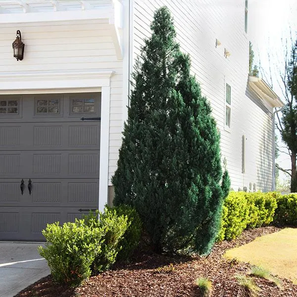 Southern Living® Blue Point Juniper