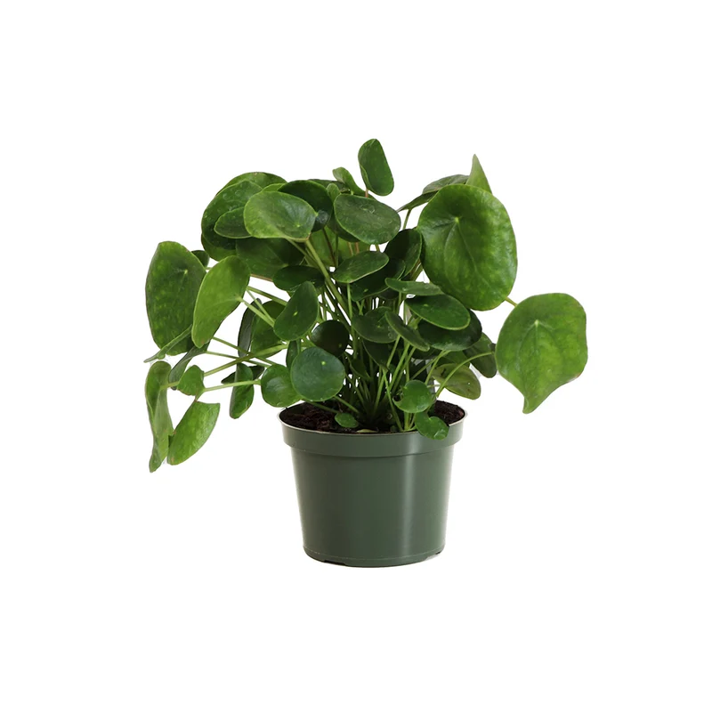 Pancake Plant